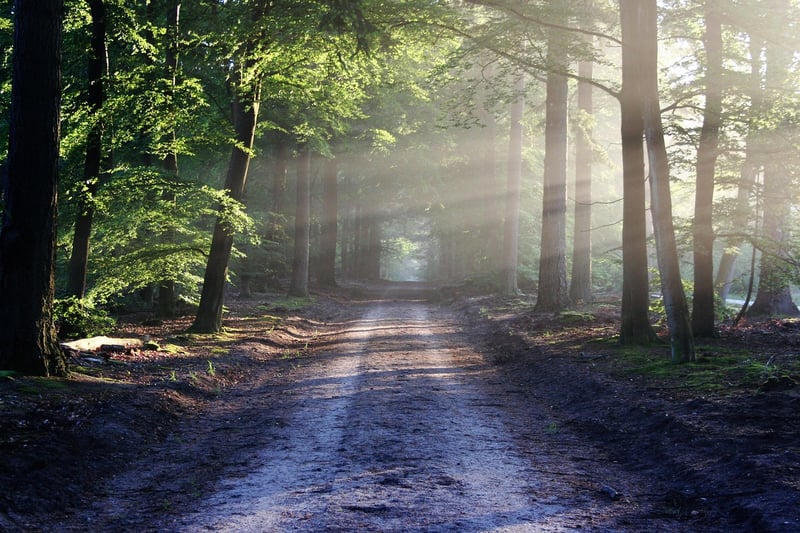 Forest Sunlight