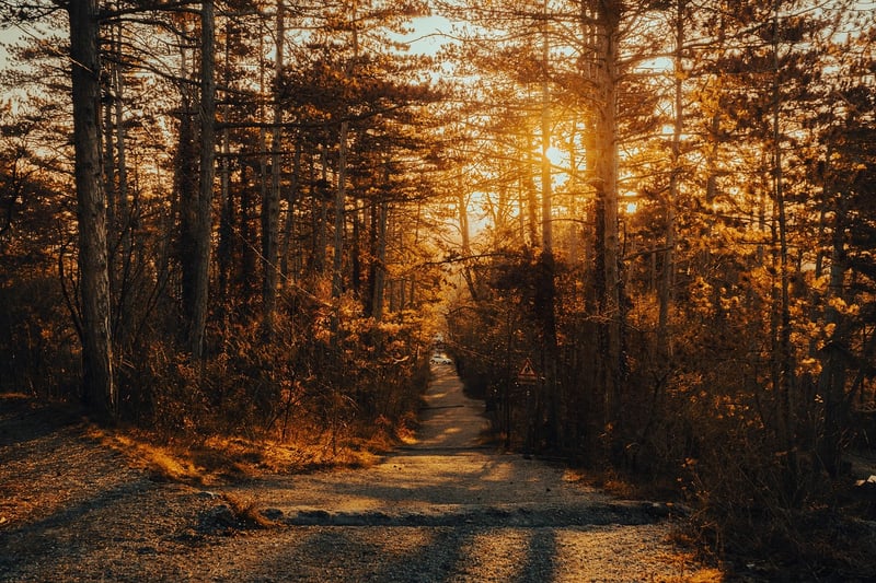 Nature Landscape